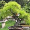 1200px-Bonsai_at_the_gardens_of_pagoda_Yunyan_Ta