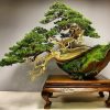 1431100192_thong-tung-bonsai-04