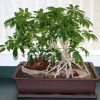 Schefflera_bonsai_1