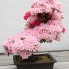 amazing-bonsai-trees-1-1-5710e7828a6d0__700-1470387772-width700height882