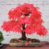 amazing-bonsai-trees-4-5710e792c2477__700-1470387772-width700height703