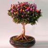 bonsai-pimenteira-1514341288390