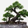 bonsai-the-xuy-phong-600×462