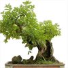 cach-chon-chau-phu-hop-voi-cay-bonsai-31