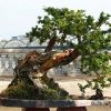 cay-bonsai-co-thu1