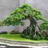 Tạo tán cây cảnh bonsai