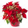 depositphotos_13410843-stock-photo-red-poinsettia-christmas-flower-with