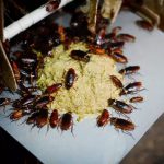 Mục sở thị trang trại nuôi hàng triệu con gián làm mồi nhậu