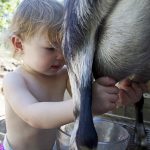 Cách bà mẹ nông dân ở Mỹ dạy con tự lập