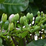 Cưới chạy… ế, giờ đây tôi sống trong bế tắc