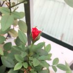 Bạn trai tôi U40 chưa từng làm ‘chuyện ấy’